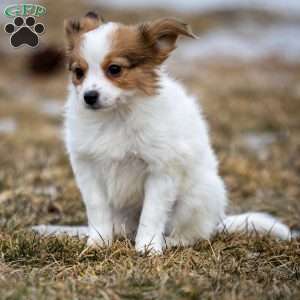 Fansie, Papillon Puppy