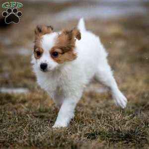 Fansie, Papillon Puppy