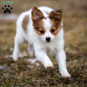 Fansie, Papillon Puppy