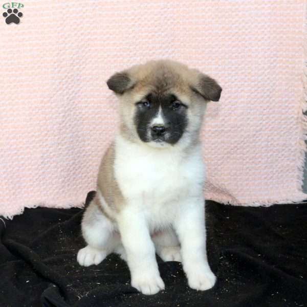 Farley, Akita Puppy