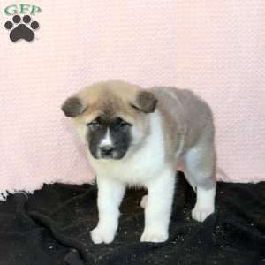 Farley, Akita Puppy