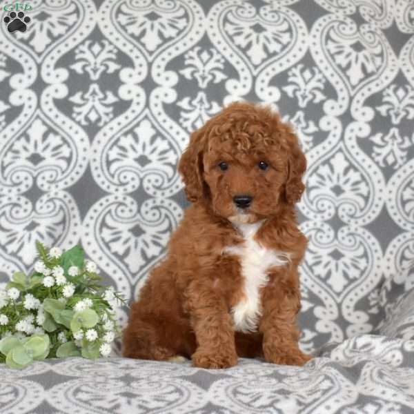 Farrah, Mini Goldendoodle Puppy