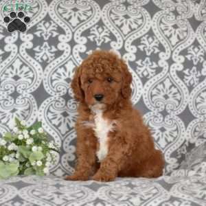 Farrah, Mini Goldendoodle Puppy