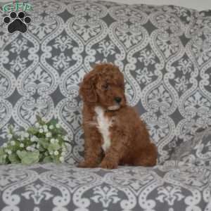 Farrah, Mini Goldendoodle Puppy