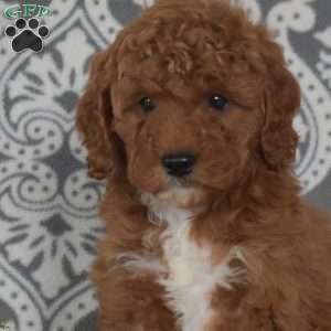 Farrah, Mini Goldendoodle Puppy