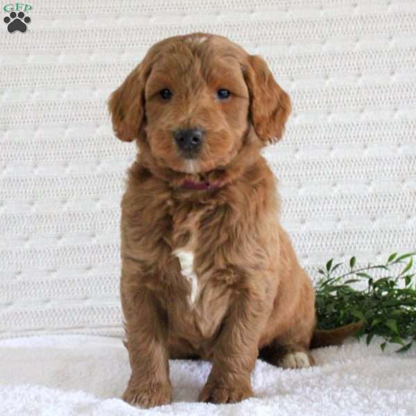 Faye, Mini Goldendoodle Puppy