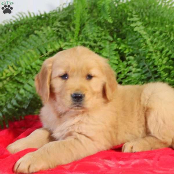 Faye, Golden Retriever Puppy