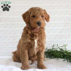 Faye, Mini Goldendoodle Puppy