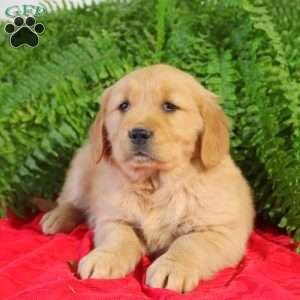 Faye, Golden Retriever Puppy