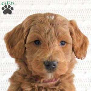 Faye, Mini Goldendoodle Puppy