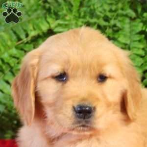 Faye, Golden Retriever Puppy