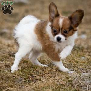 FeeFee, Papillon Puppy