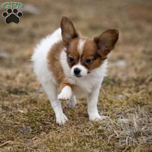 FeeFee, Papillon Puppy