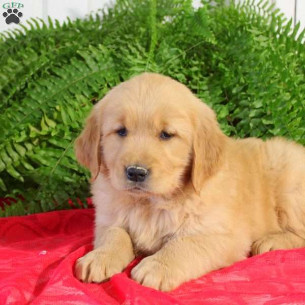 Felicity, Golden Retriever Puppy