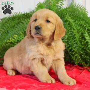 Felicity, Golden Retriever Puppy