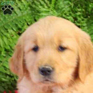 Felicity, Golden Retriever Puppy