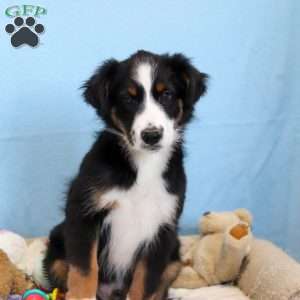 Felix, Miniature Australian Shepherd Puppy