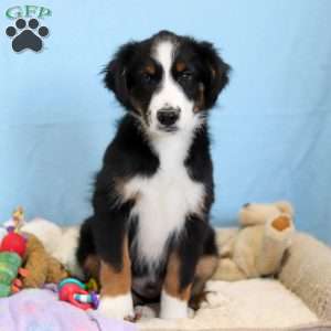 Felix, Miniature Australian Shepherd Puppy