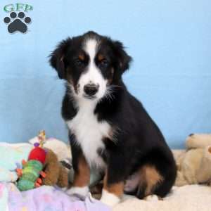 Felix, Miniature Australian Shepherd Puppy