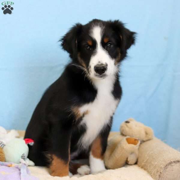 Felix, Miniature Australian Shepherd Puppy