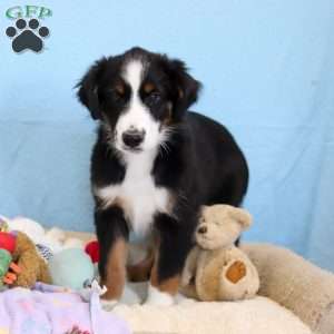 Felix, Miniature Australian Shepherd Puppy