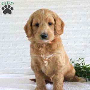 Felix, Mini Goldendoodle Puppy