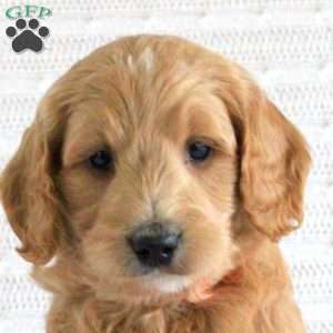 Felix, Mini Goldendoodle Puppy