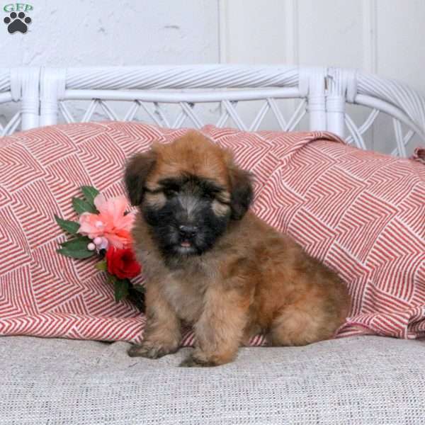 Felix, Soft Coated Wheaten Terrier Puppy