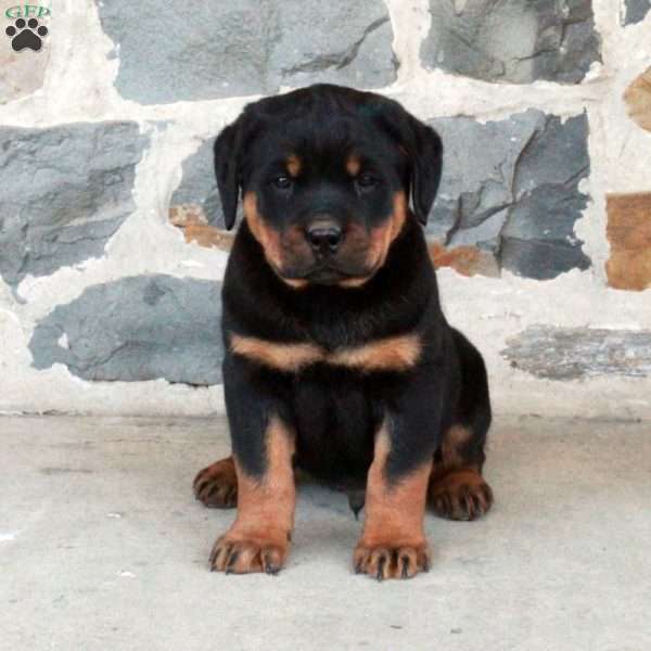 Felix, Rottweiler Puppy