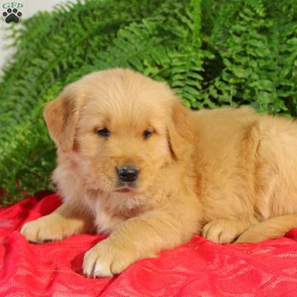 Felix, Golden Retriever Puppy