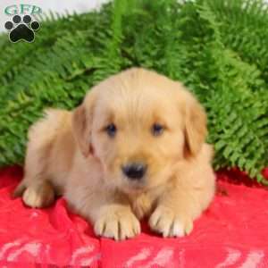 Felix, Golden Retriever Puppy