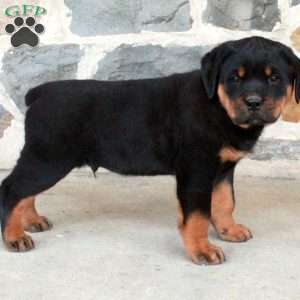 Felix, Rottweiler Puppy