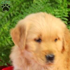 Felix, Golden Retriever Puppy