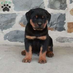 Felix, Rottweiler Puppy