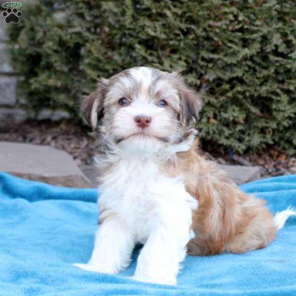 Felix, Havanese Puppy