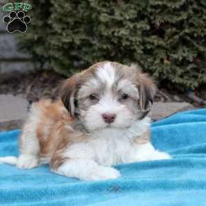 Felix, Havanese Puppy