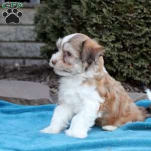 Felix, Havanese Puppy