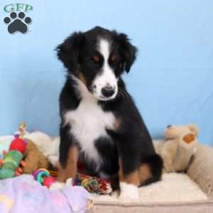 Felix, Miniature Australian Shepherd Puppy