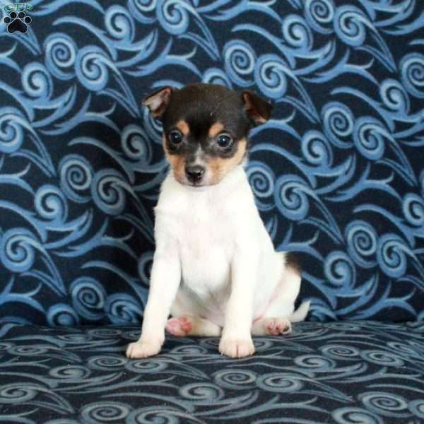 Ferdinand, Toy Fox Terrier Puppy