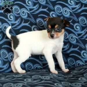 Ferdinand, Toy Fox Terrier Puppy