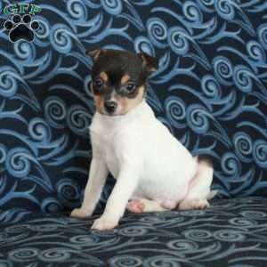 Ferdinand, Toy Fox Terrier Puppy