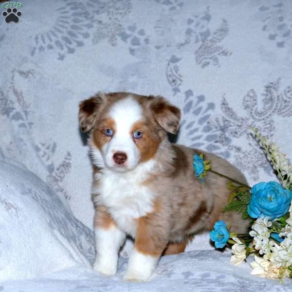 Fern, Miniature Australian Shepherd Puppy