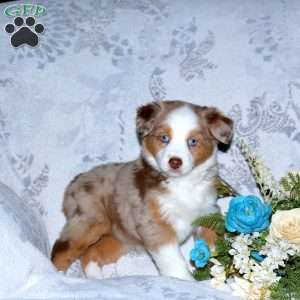 Fern, Miniature Australian Shepherd Puppy