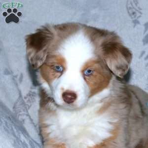 Fern, Miniature Australian Shepherd Puppy