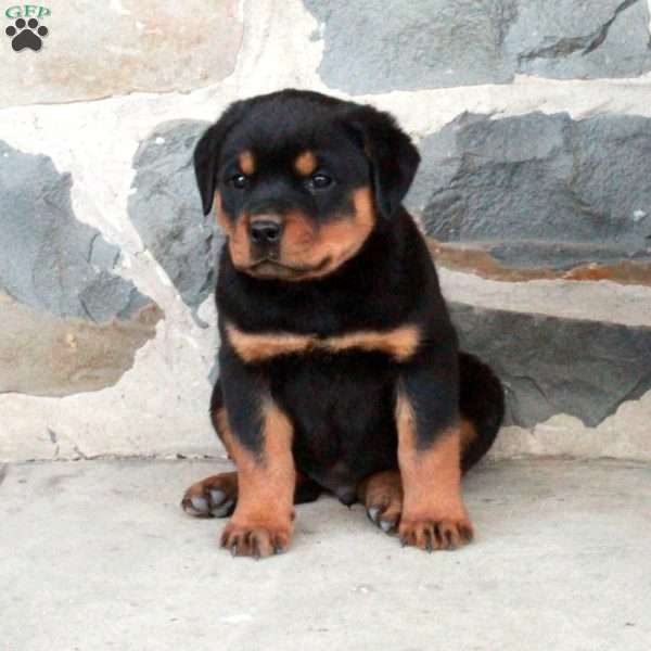 Fetch, Rottweiler Puppy