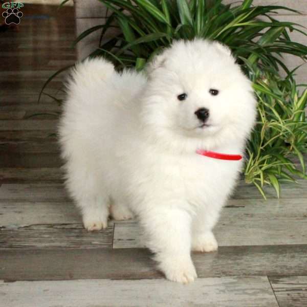 Fetch, Samoyed Puppy