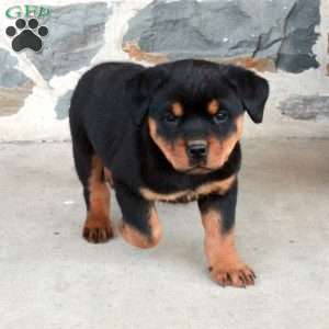 Fetch, Rottweiler Puppy