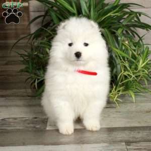 Fetch, Samoyed Puppy