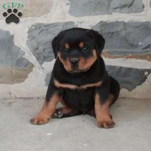 Fetch, Rottweiler Puppy