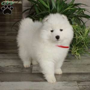 Fetch, Samoyed Puppy